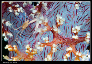 Crab and softcoral pattern. by Dray Van Beeck 